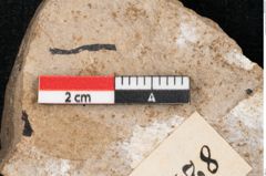 Foto (Detailansicht) von Callitris brongniartii Endl. (NHMW-GEO-2024-0188-8219)